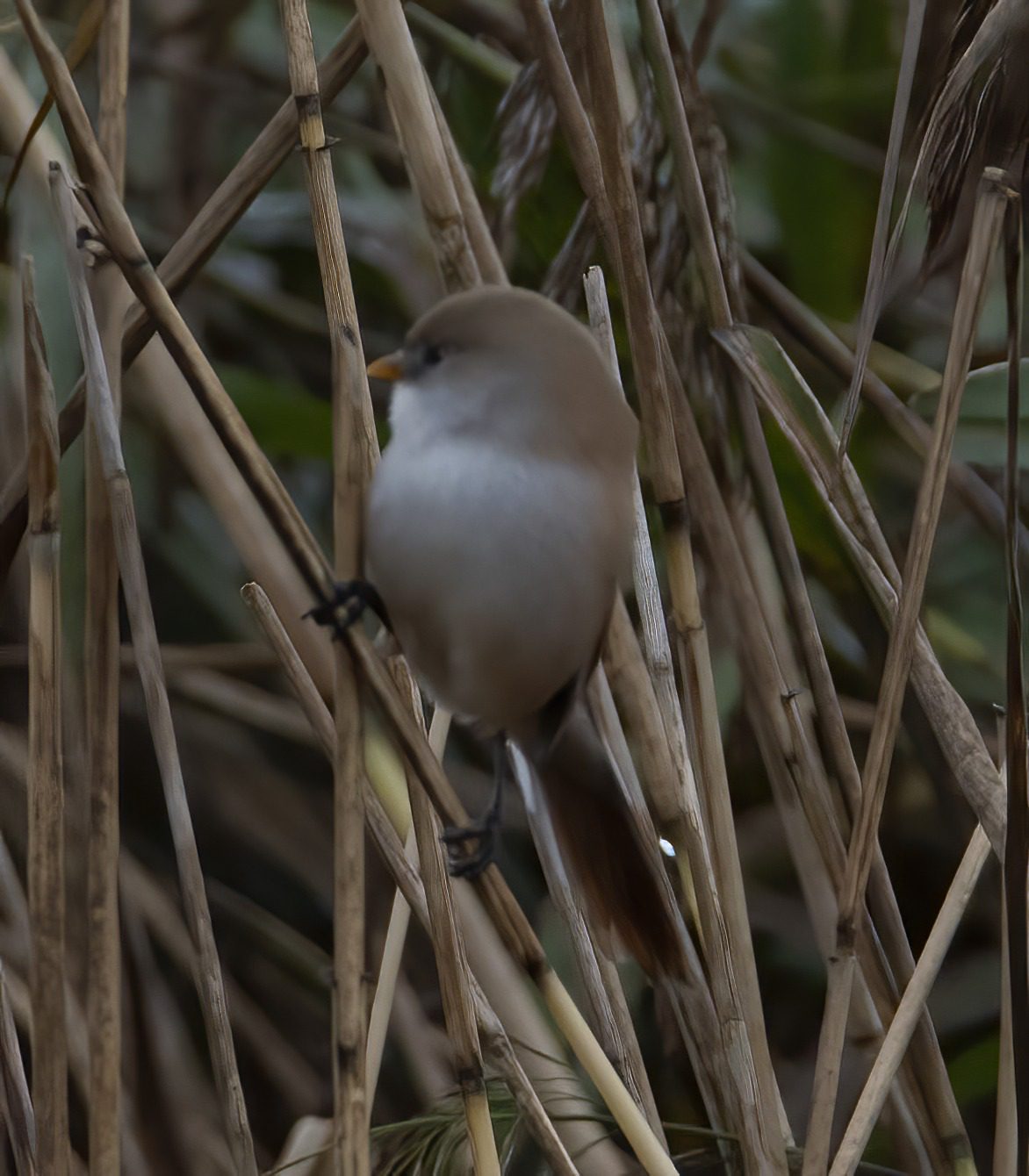 RSPB Leighton Moss