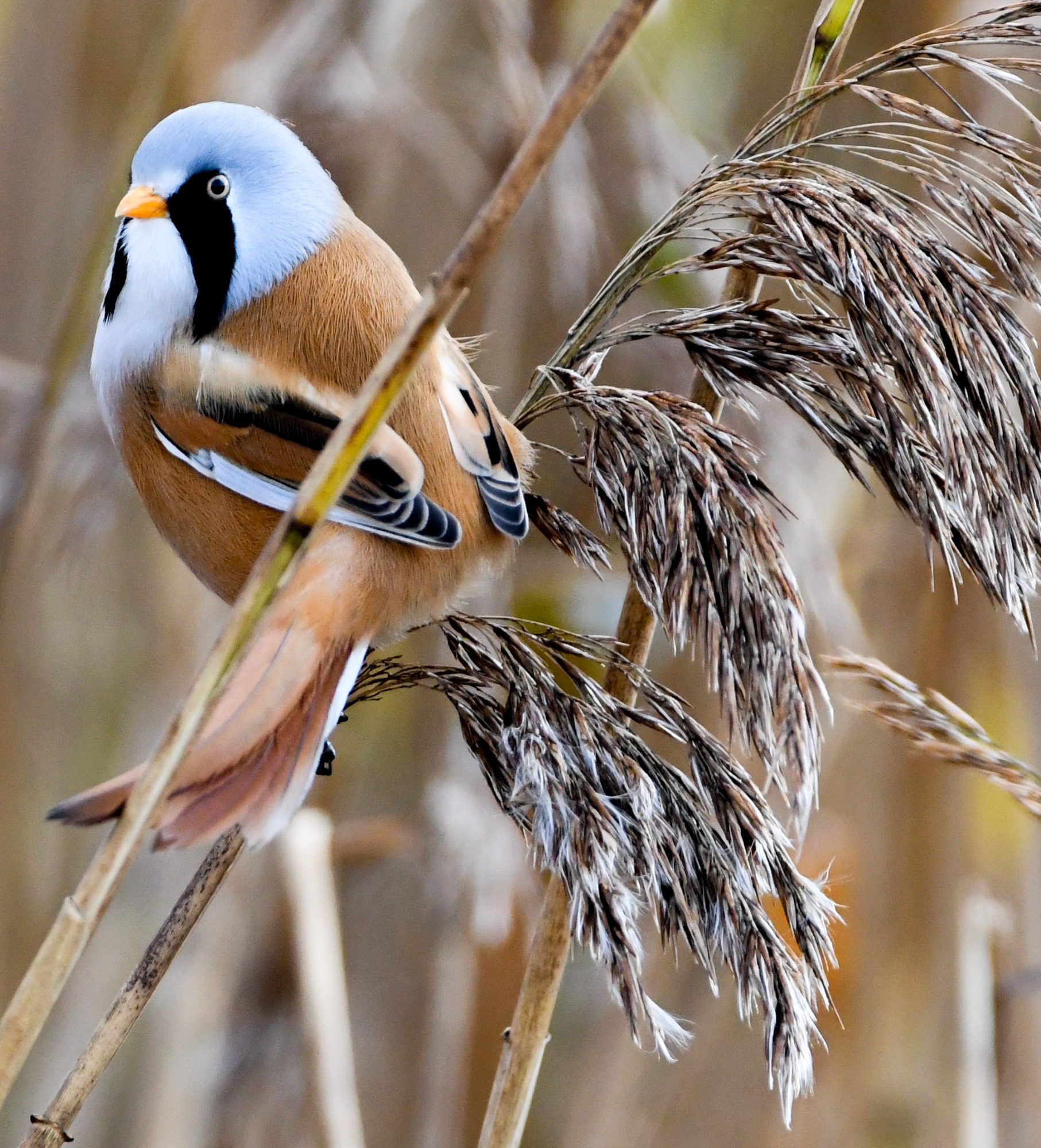 RSPB Leighton Moss