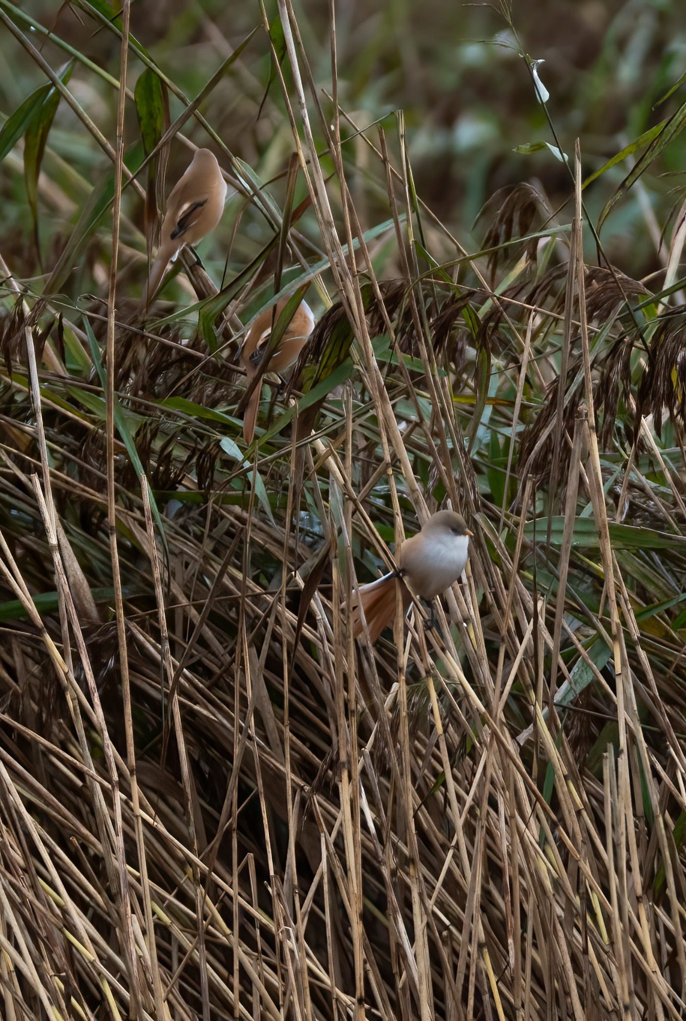 RSPB Leighton Moss