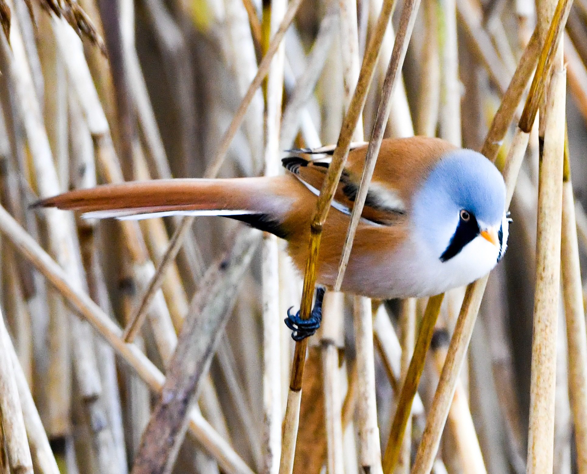 RSPB Leighton Moss