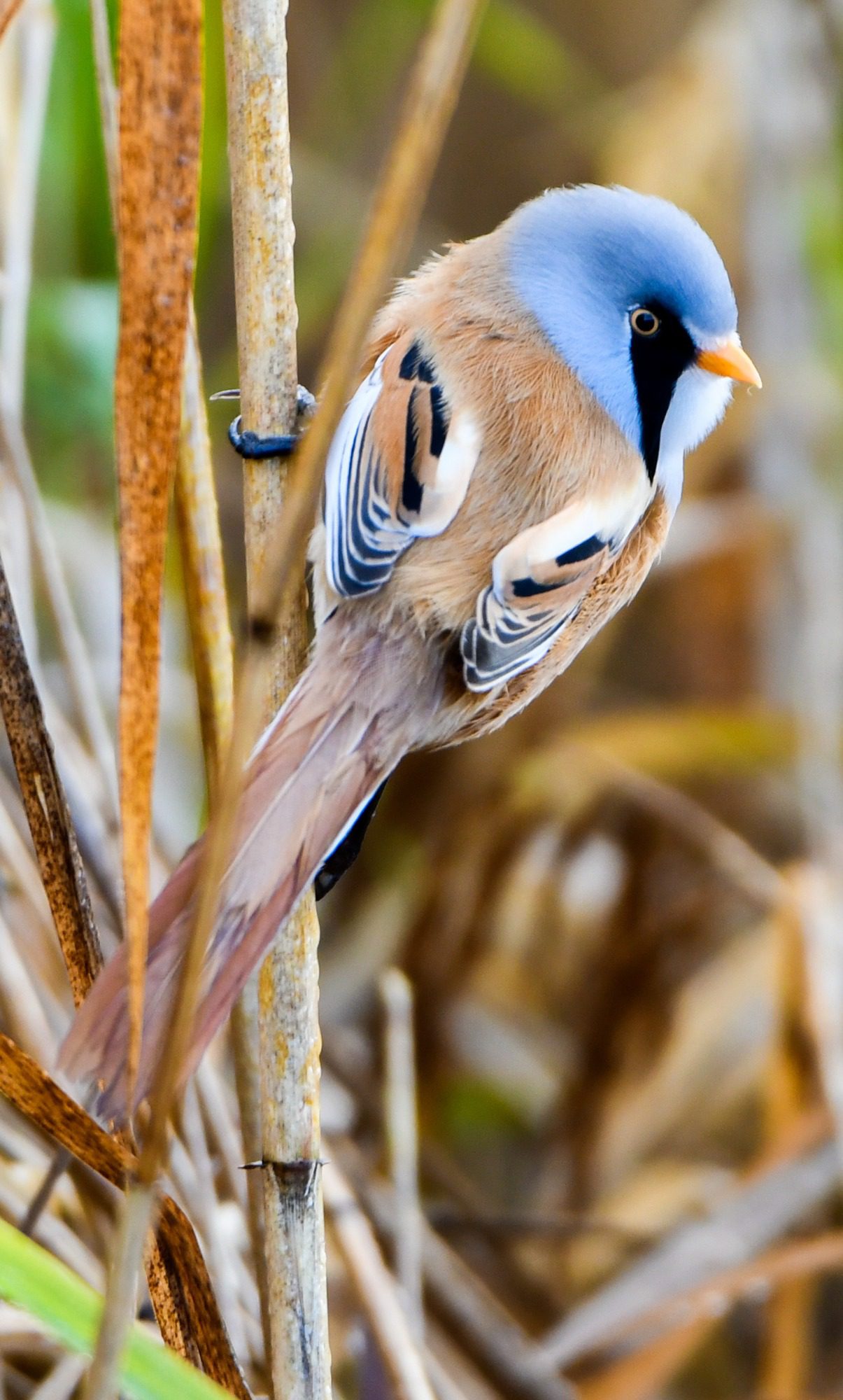 RSPB Leighton Moss