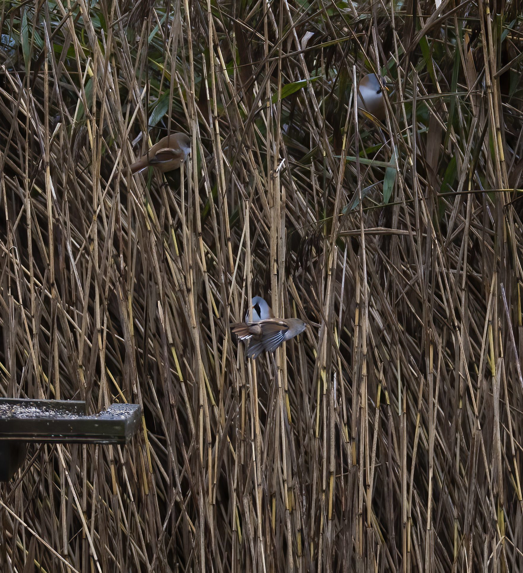 RSPB Leighton Moss