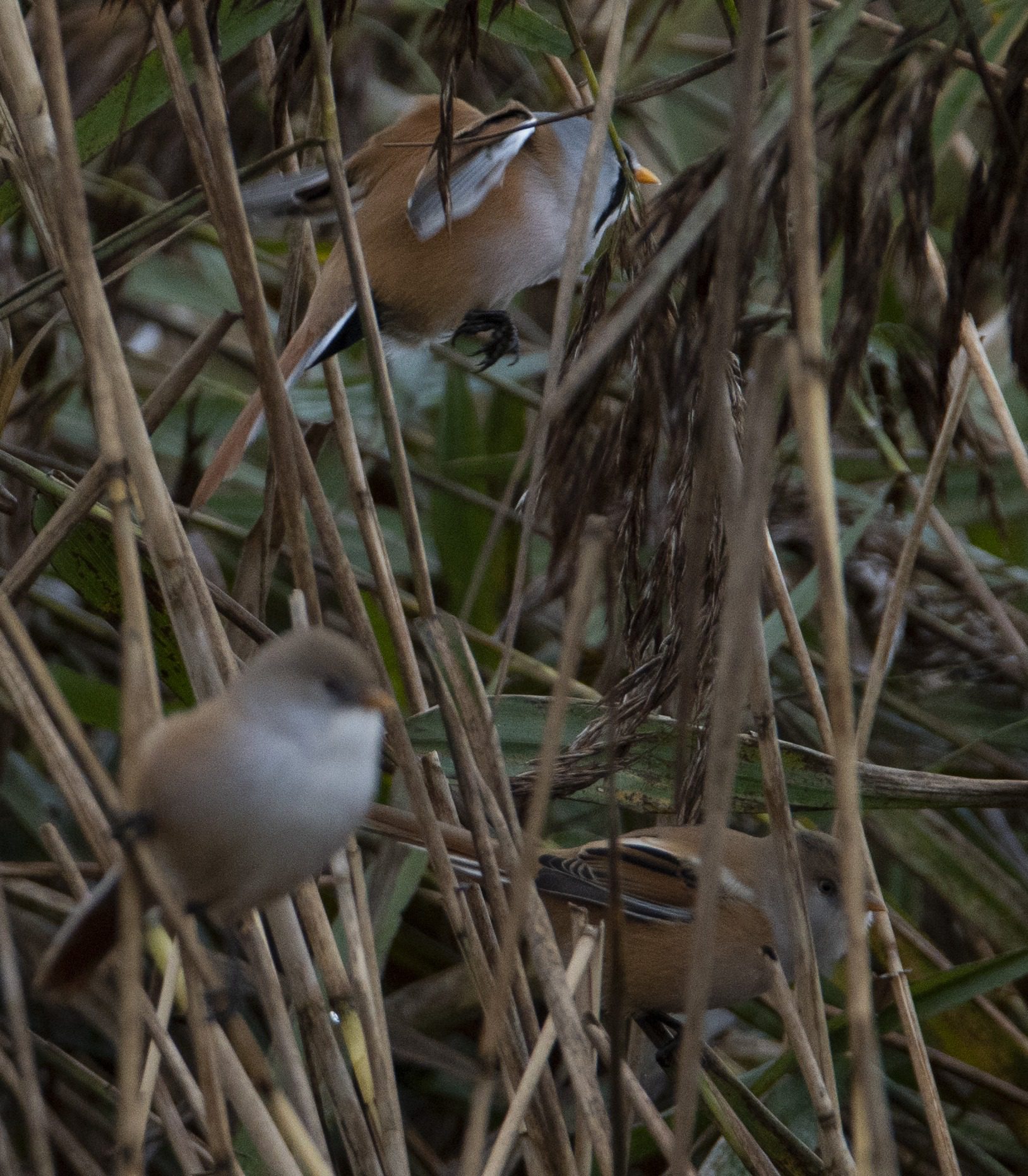 RSPB Leighton Moss