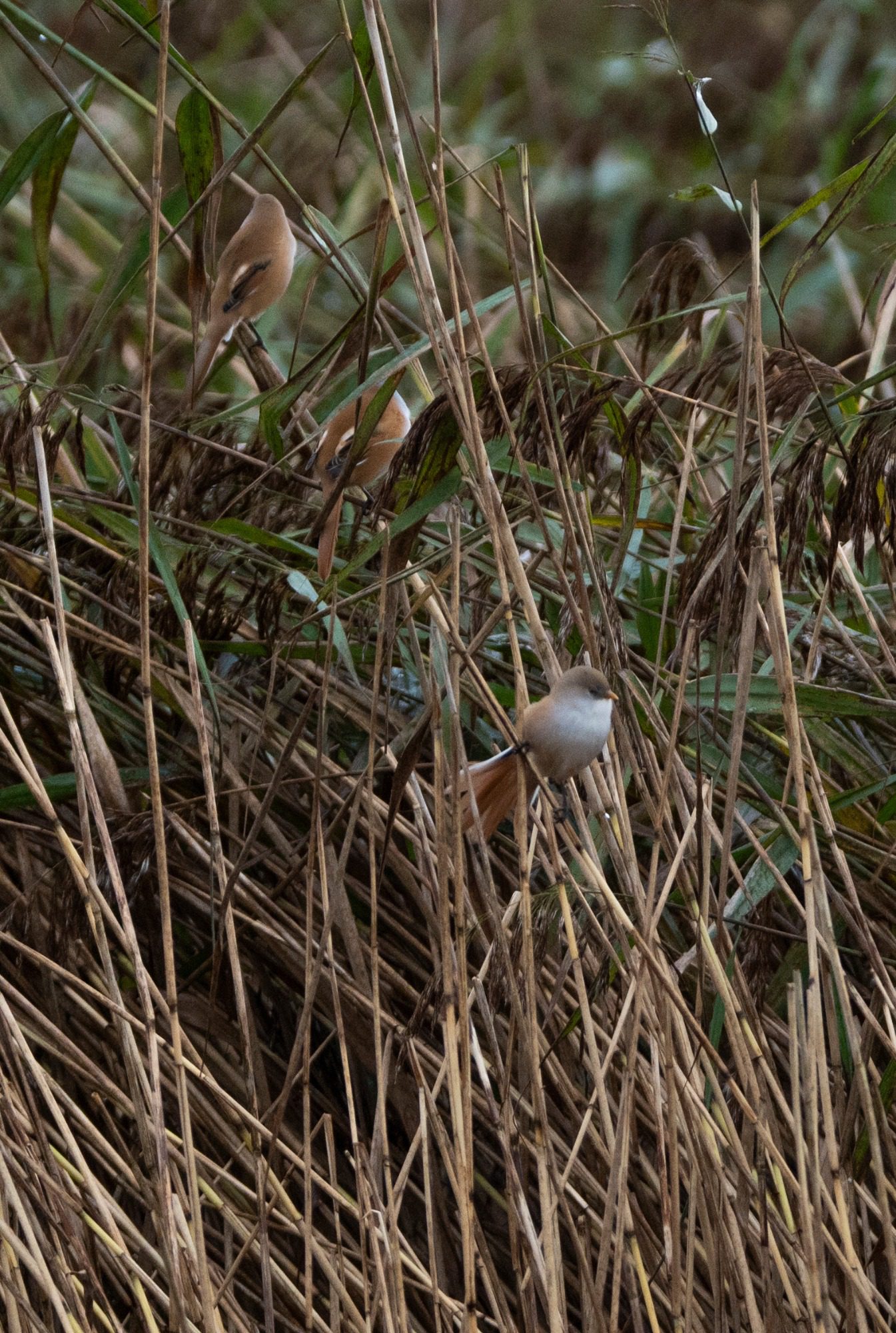 RSPB Leighton Moss