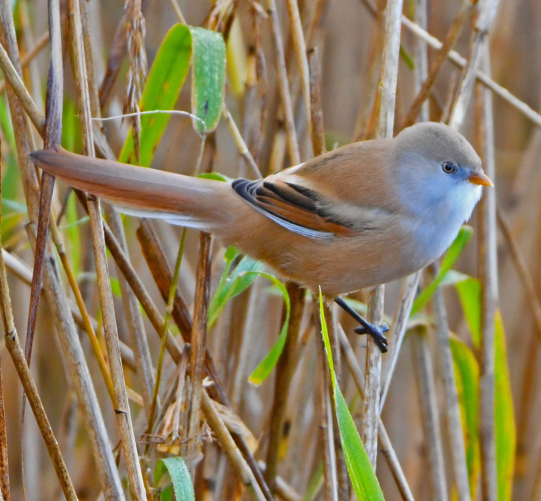 RSPB Leighton Moss