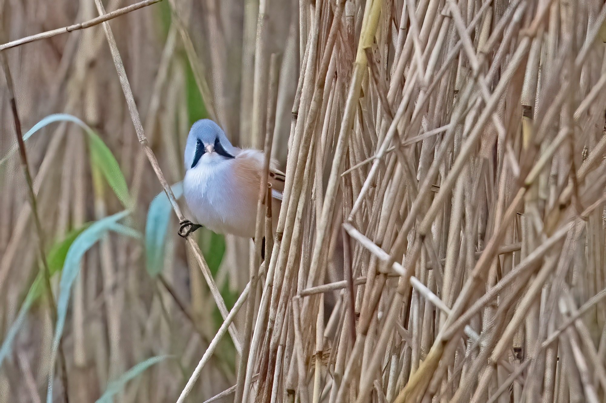 RSPB Leighton Moss