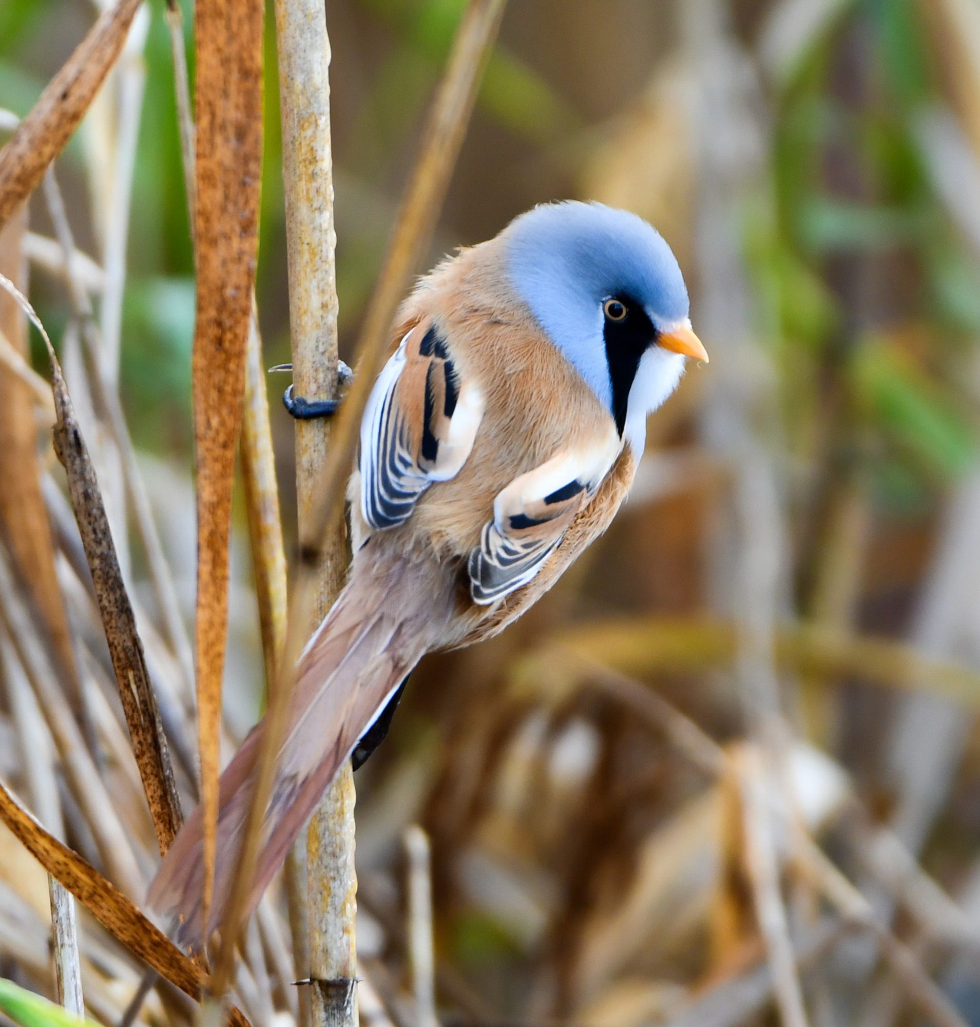 RSPB Leighton Moss