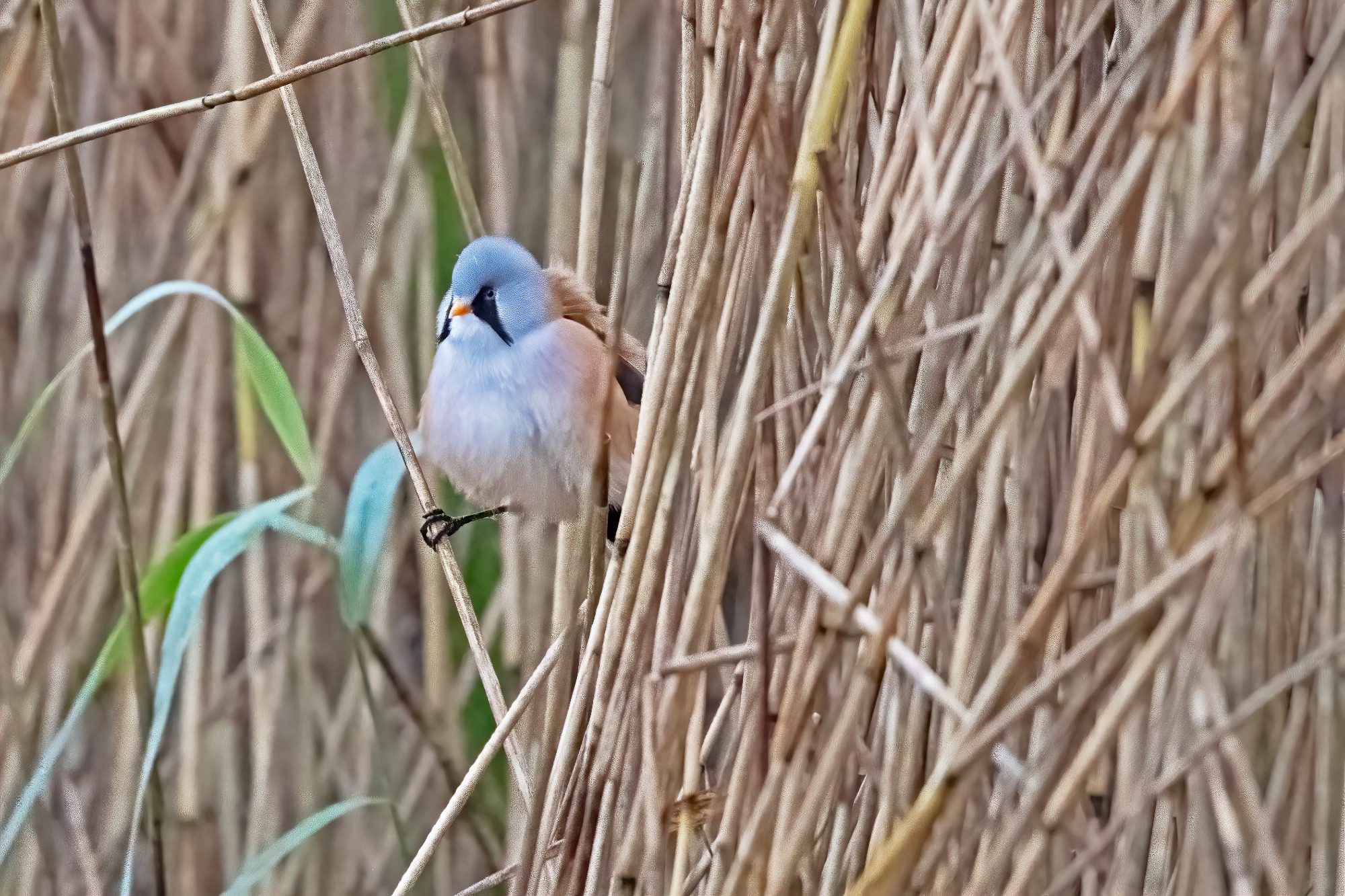 RSPB Leighton Moss