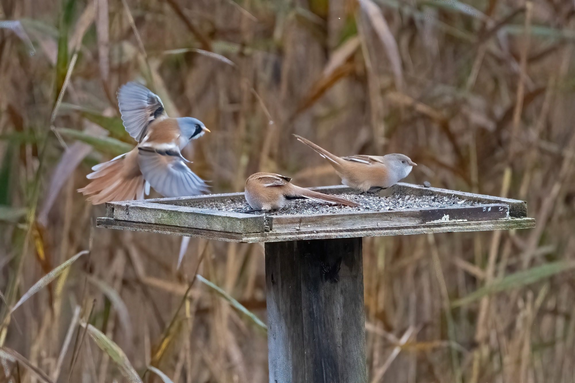 RSPB Leighton Moss