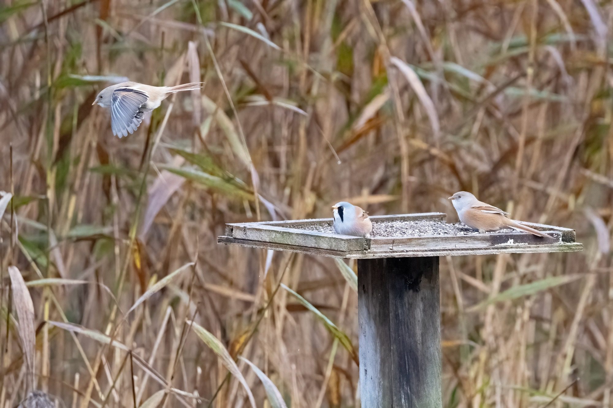 RSPB Leighton Moss