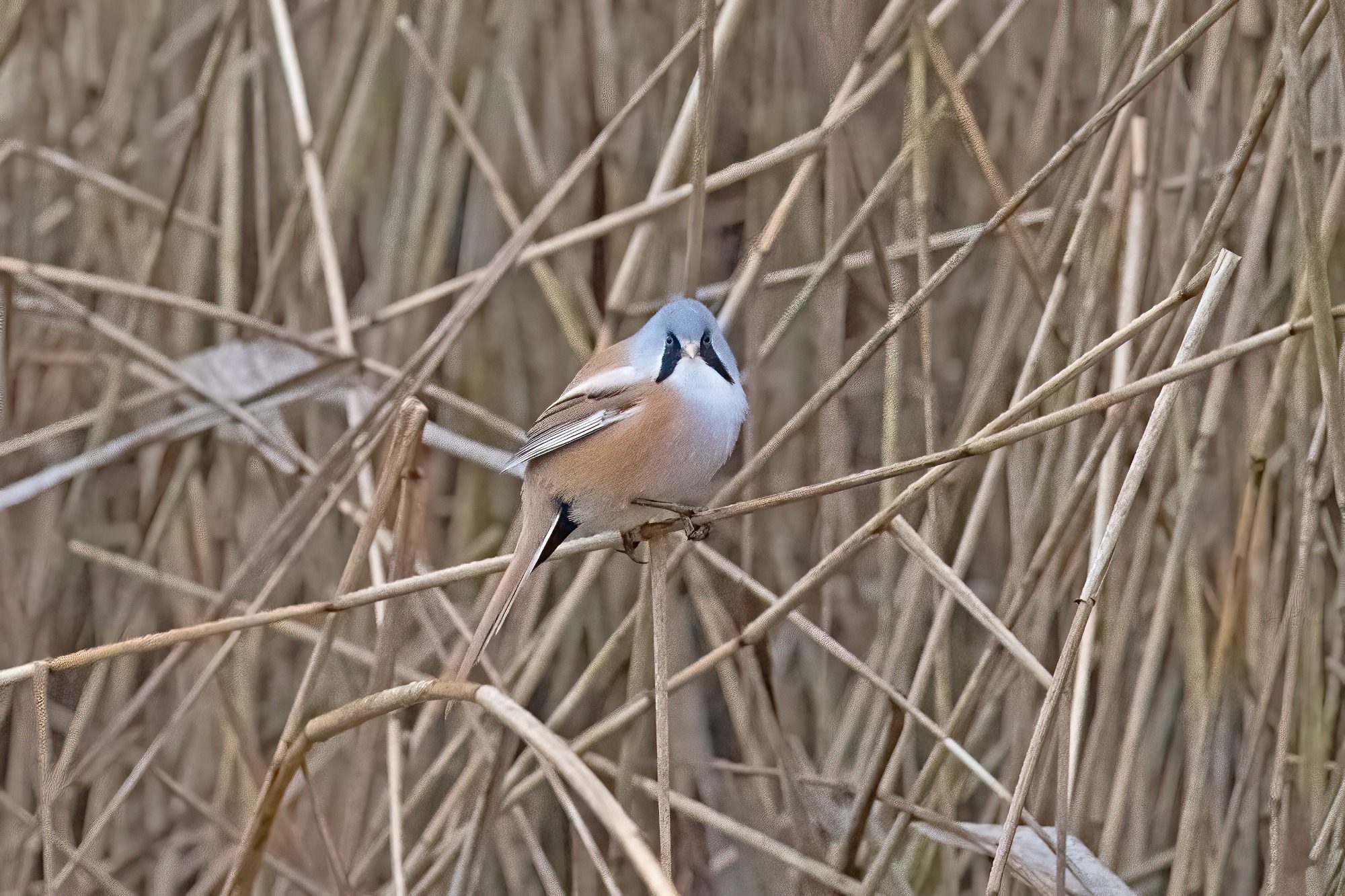RSPB Leighton Moss
