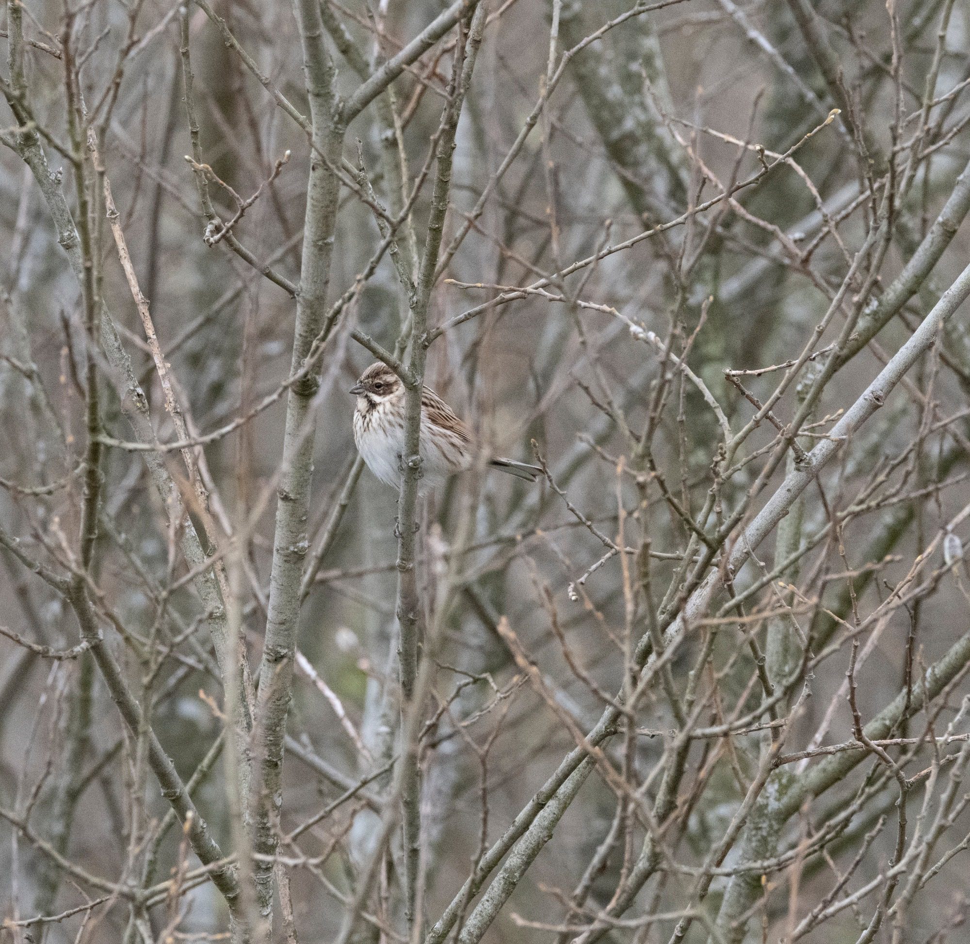image-RSPB Leighton Moss