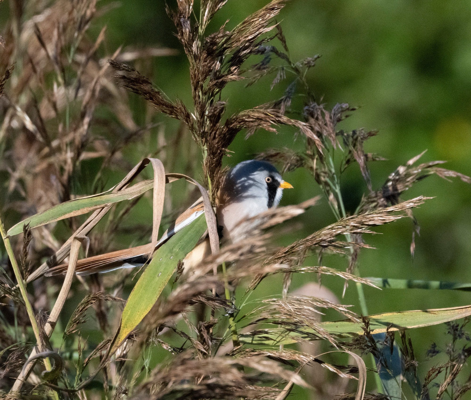 RSPB Leighton Moss
