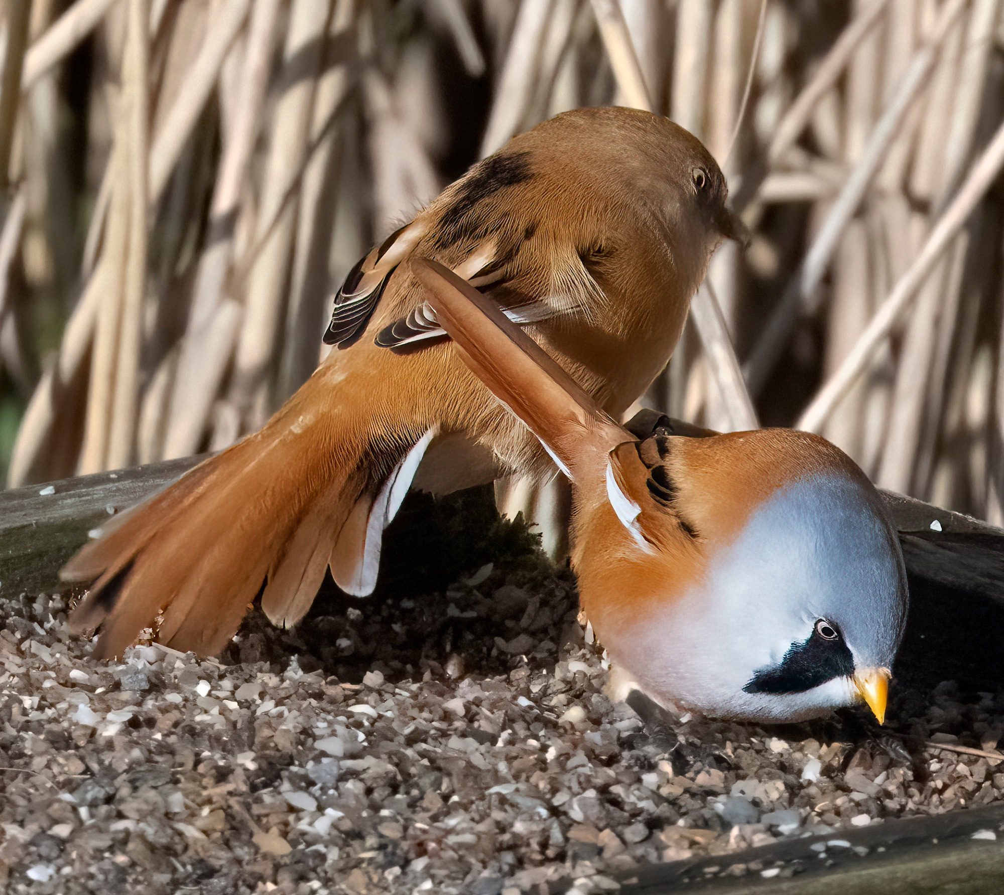 RSPB Leighton Moss