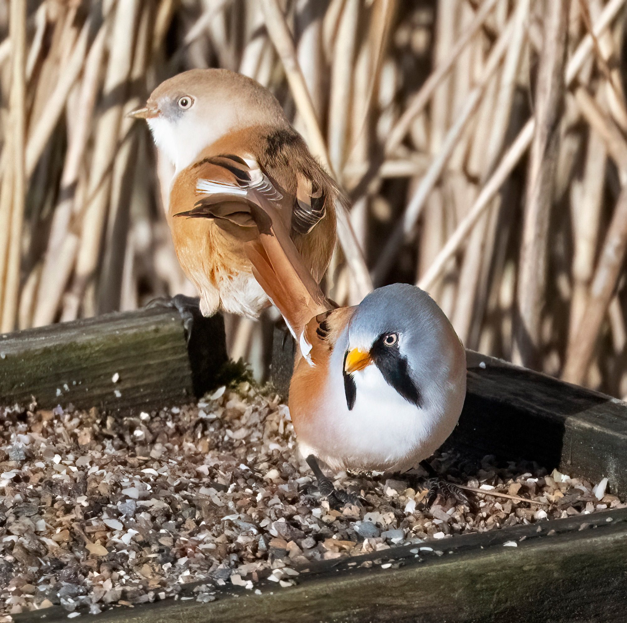 RSPB Leighton Moss