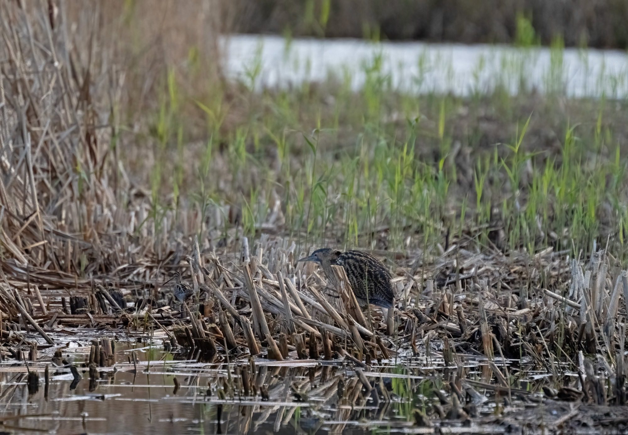 RSPB Leighton Moss, - Bittern