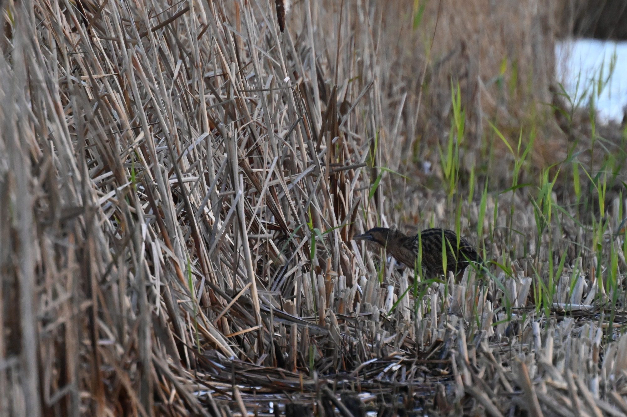 RSPB Leighton Moss, - Bittern