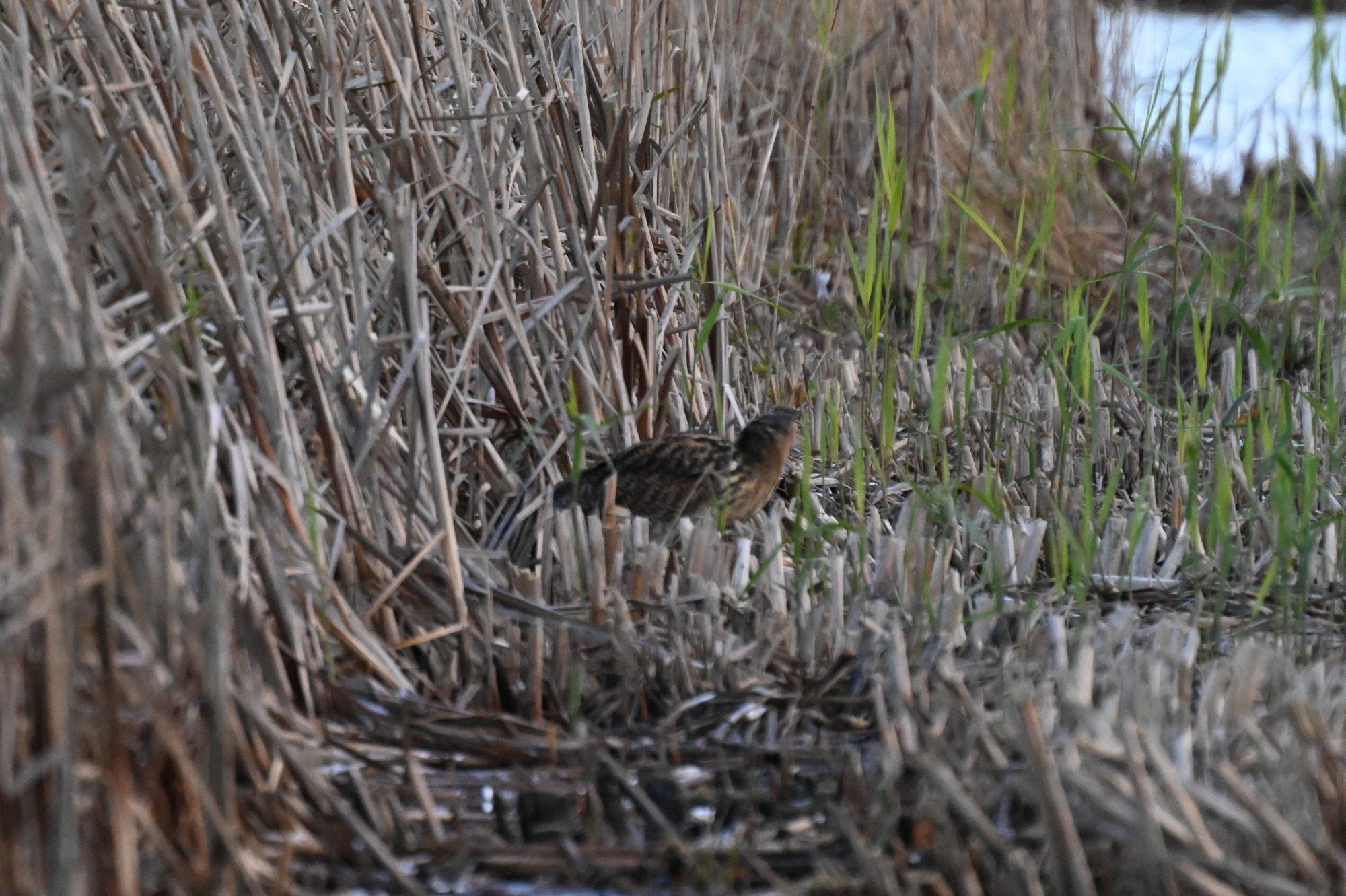 RSPB Leighton Moss, - Bittern