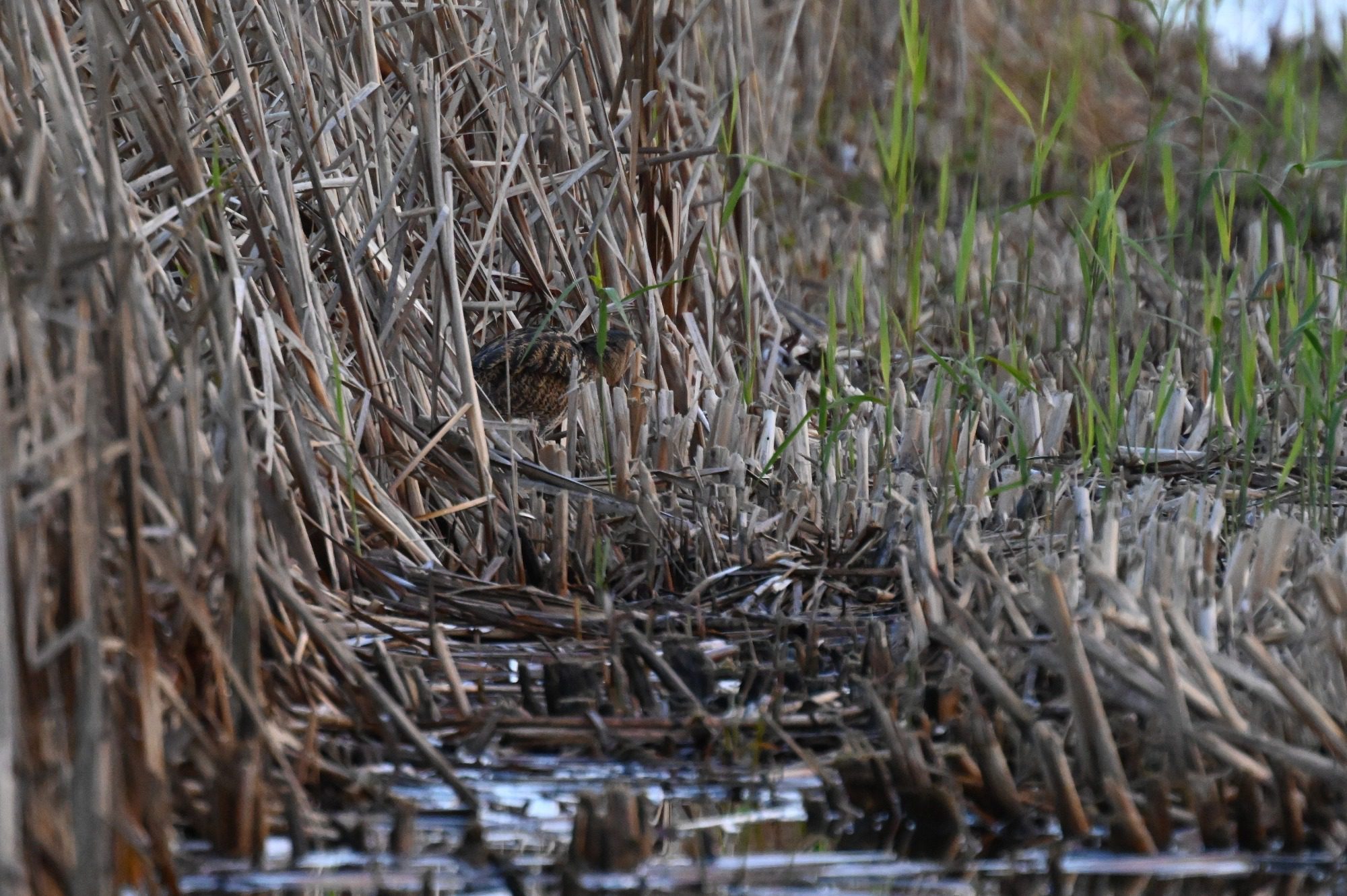 RSPB Leighton Moss, - Bittern