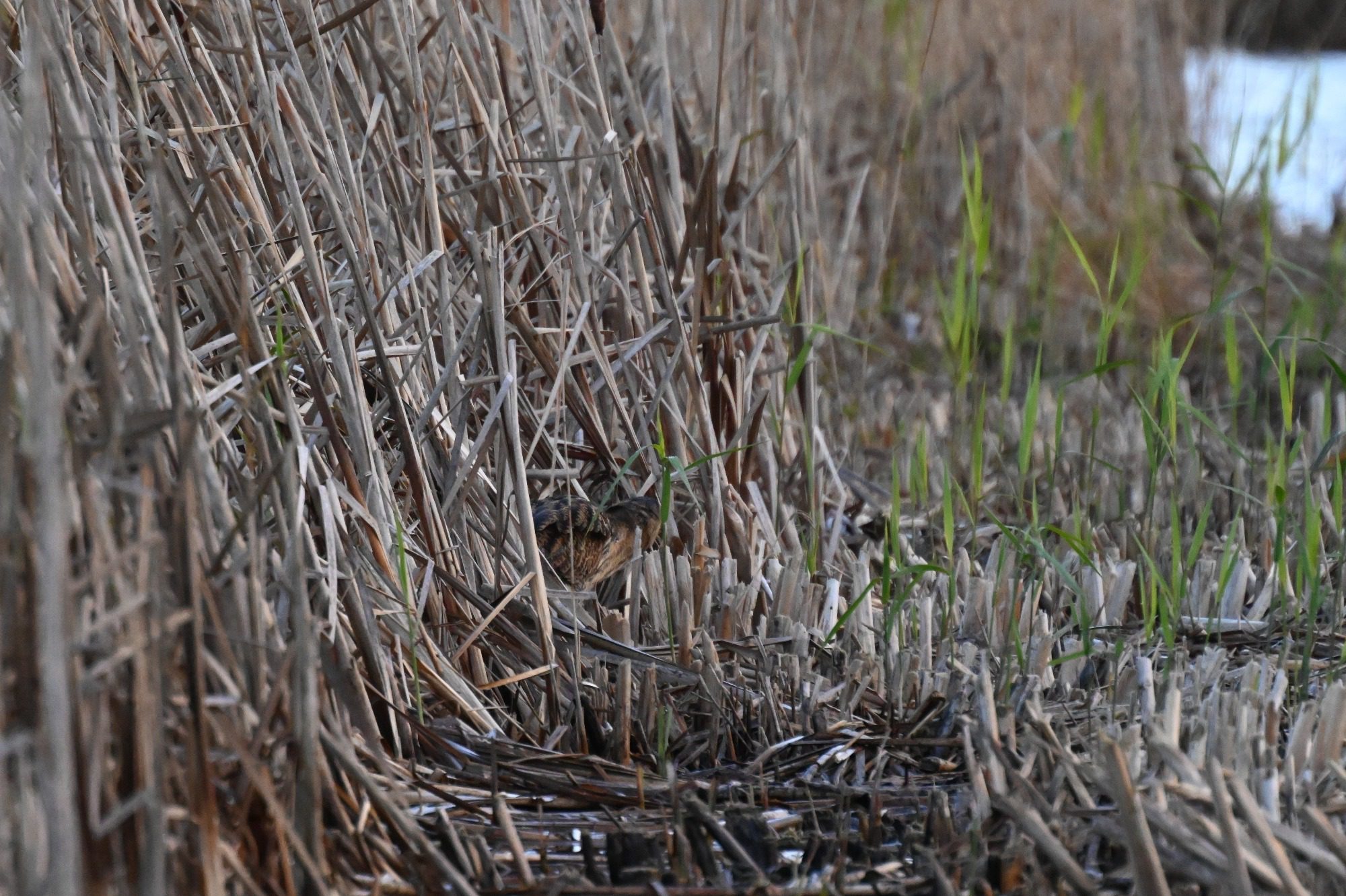 RSPB Leighton Moss, - Bittern