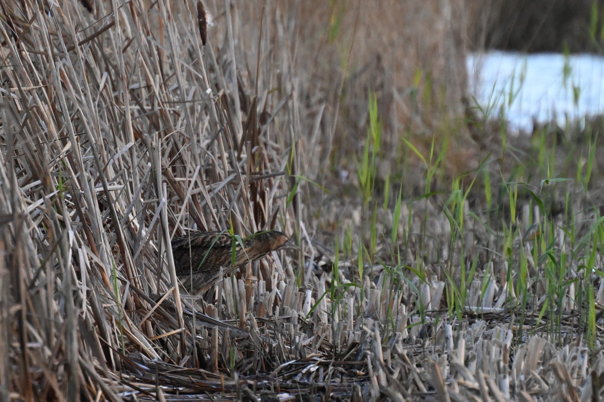 RSPB Leighton Moss, - Bittern
