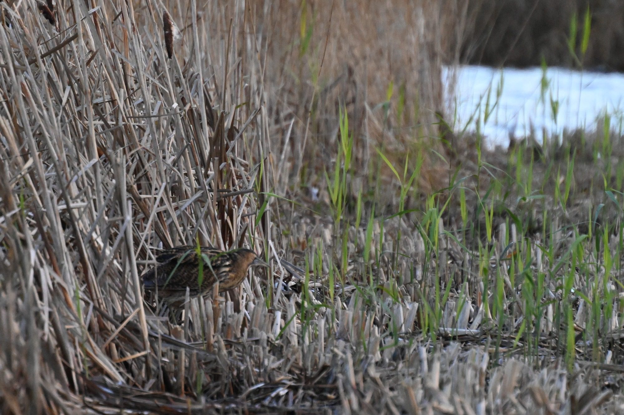 RSPB Leighton Moss, - Bittern
