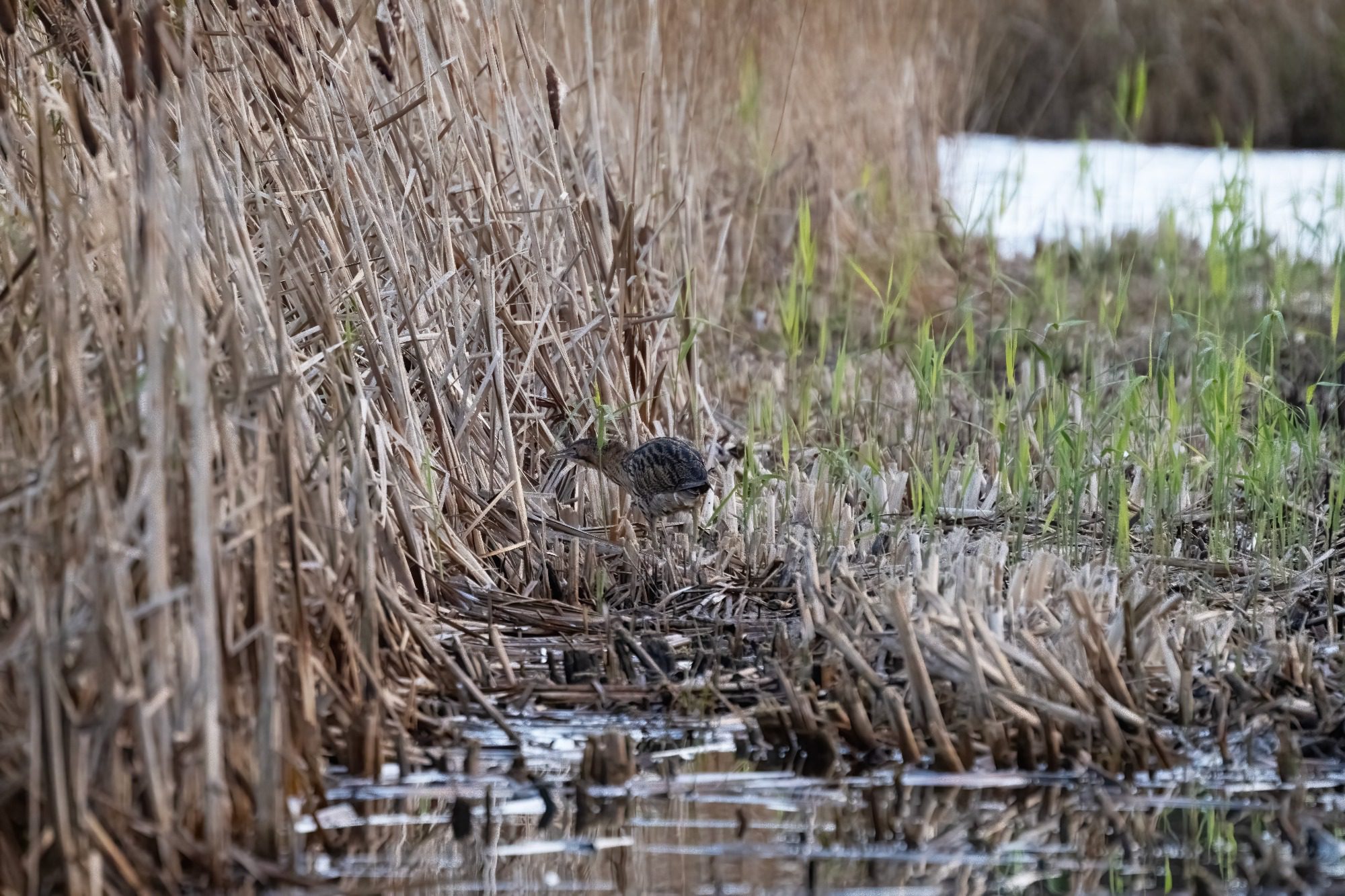 RSPB Leighton Moss, - Bittern