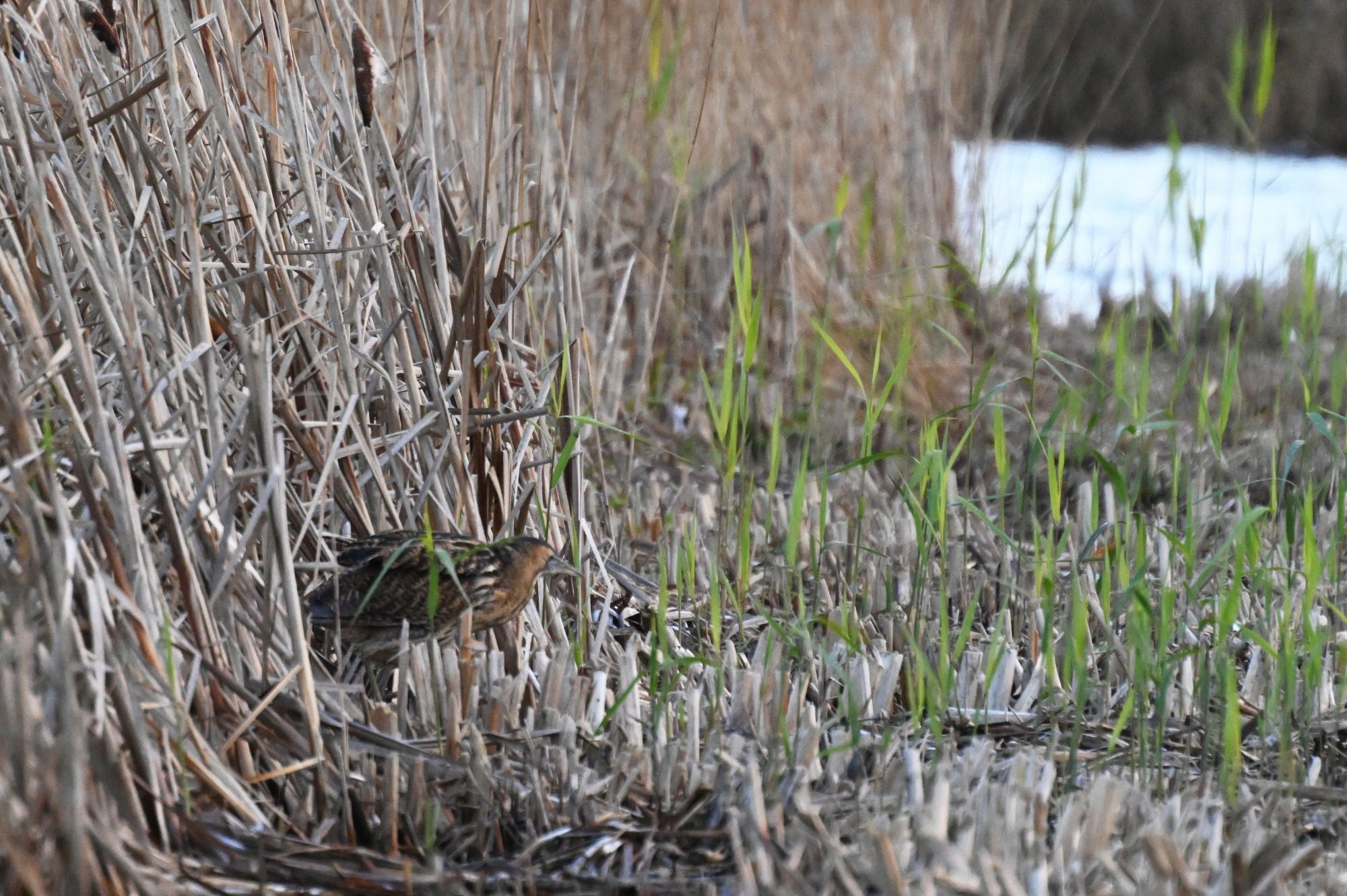 RSPB Leighton Moss, - Bittern