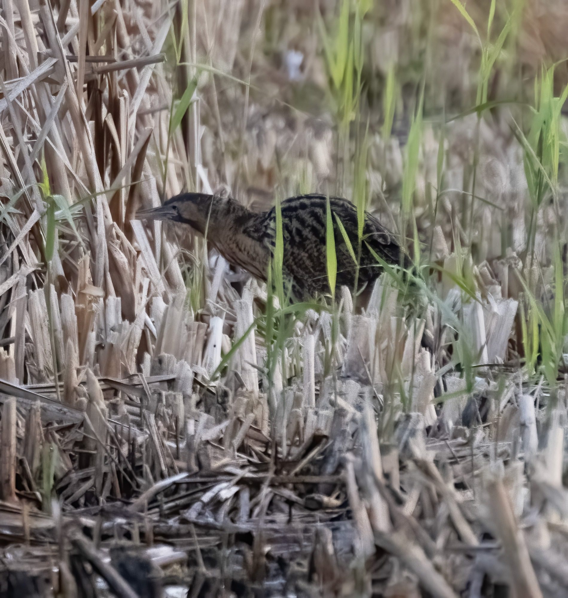 RSPB Leighton Moss, - Bittern