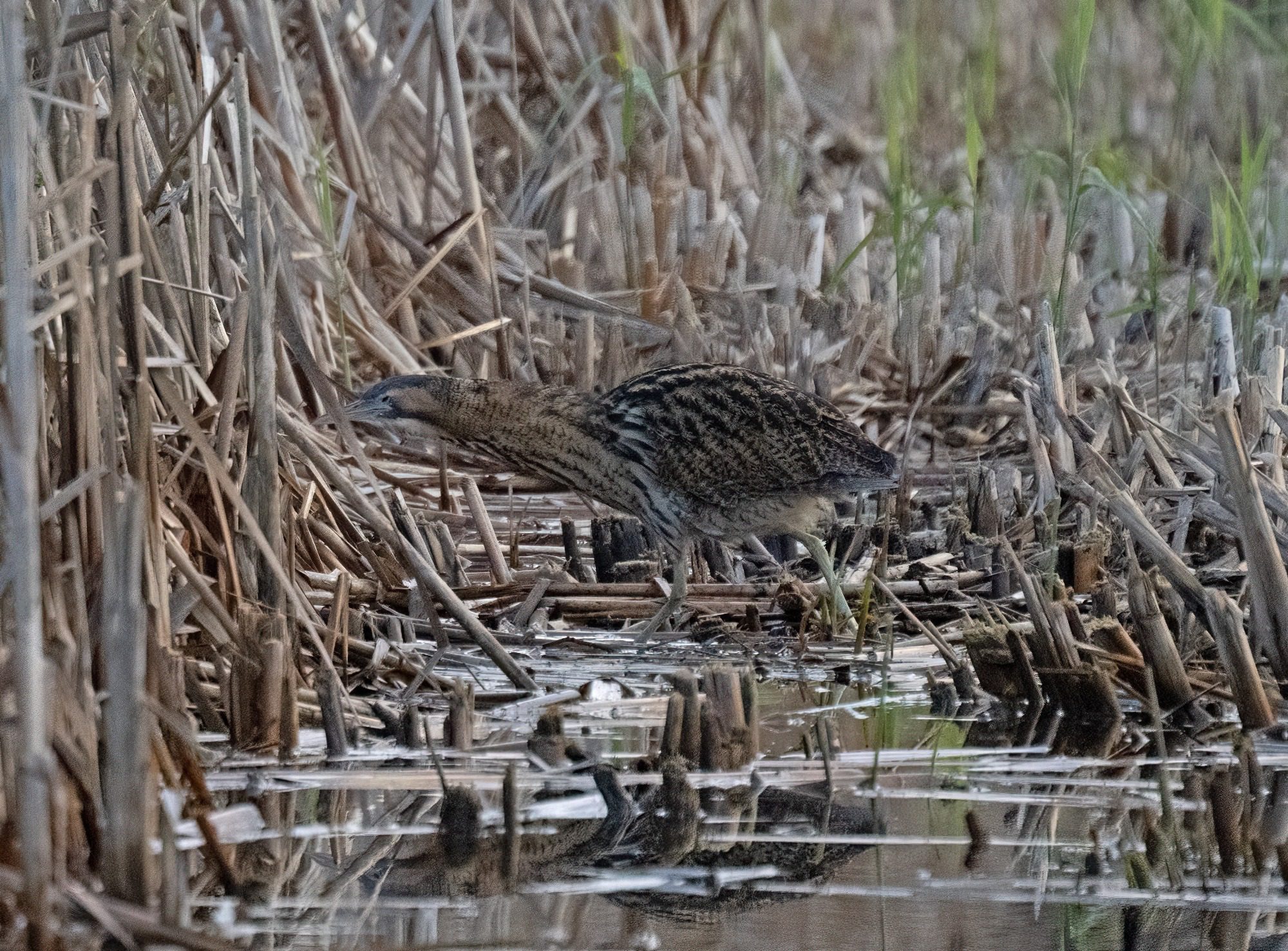 RSPB Leighton Moss, - Bittern