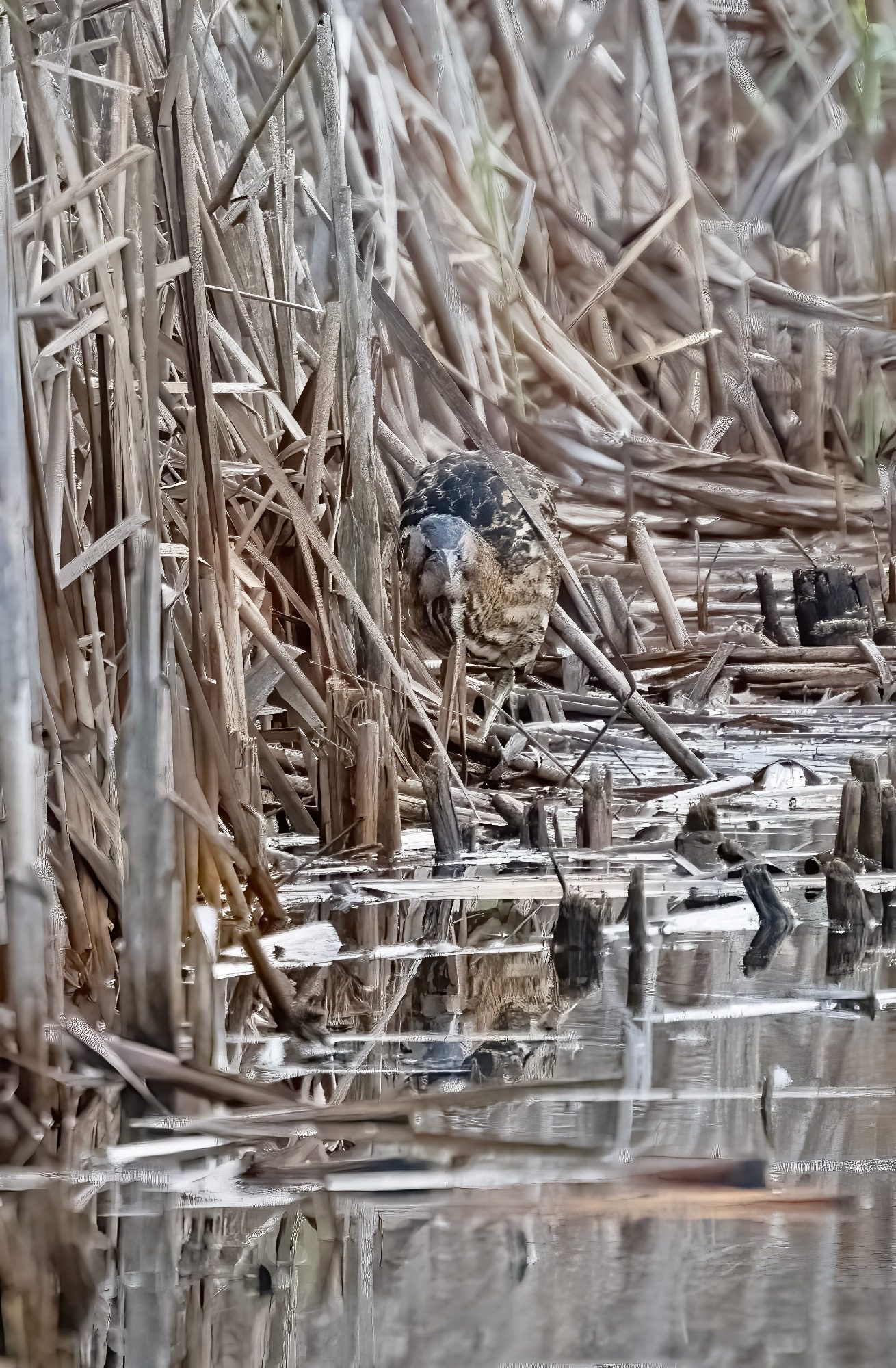 RSPB Leighton Moss, - Bittern