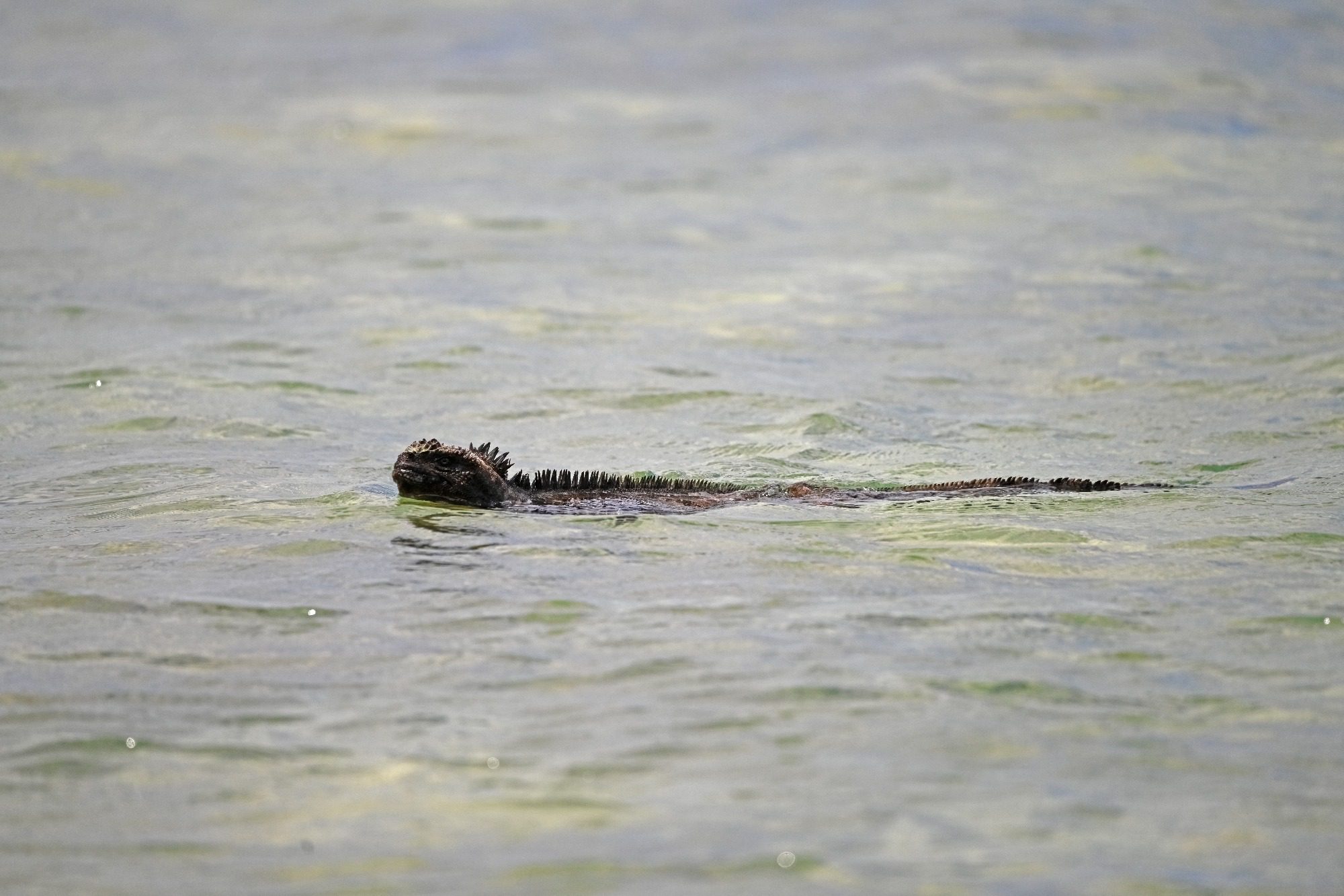 Nov 23, Galapagos Islands :Marine Iguana