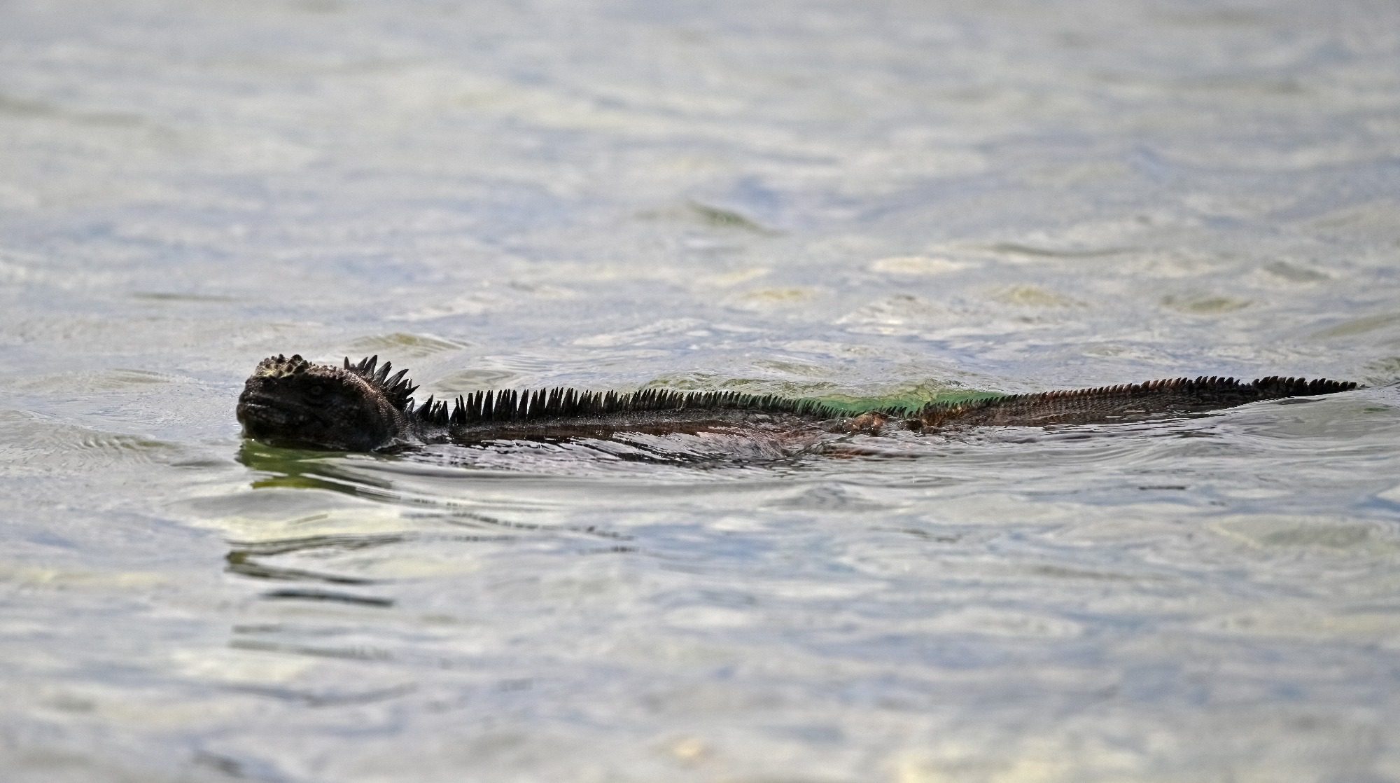 Nov 23, Galapagos Islands :Marine Iguana