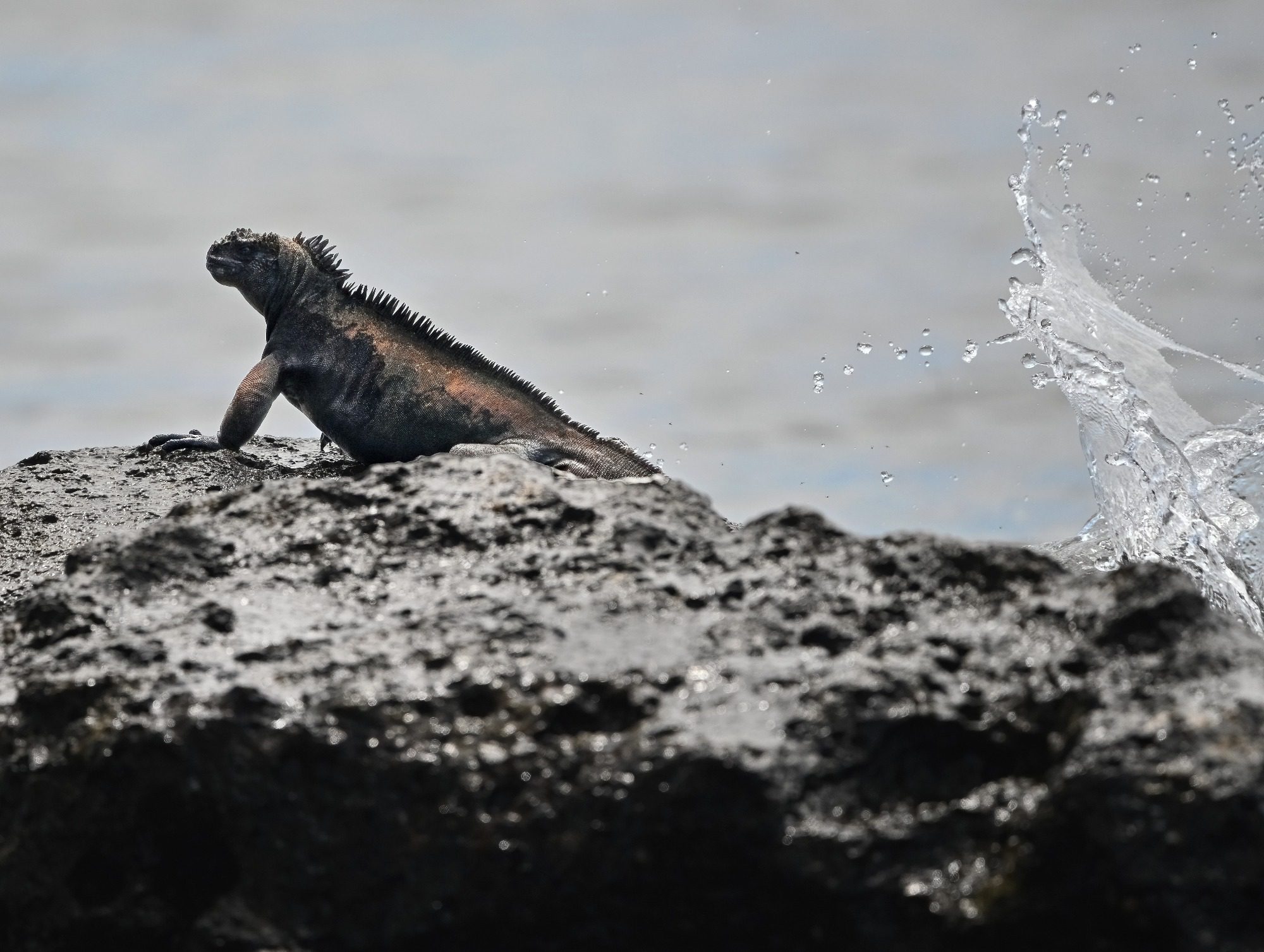 Nov 23, Galapagos Islands :Marine Iguana