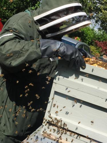 Working the Bee Hive