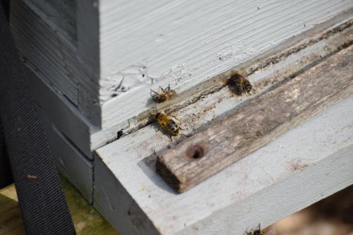 Working the Bee Hive