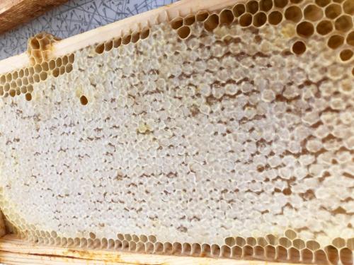 Cpped frame of honey