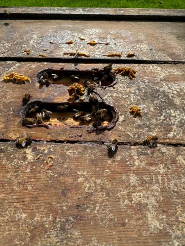 bees coming out of the crown board