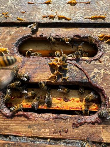 bees coming out of the crown board