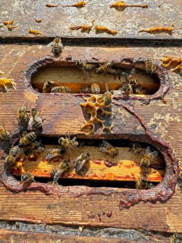 bees coming out of the crown board