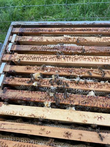 Bees in a super of honey