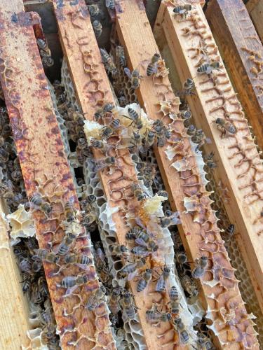 Bees in a super of honey