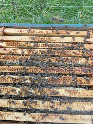 Bees in a super of honey