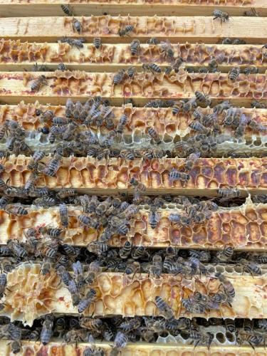 Bees in a super of honey