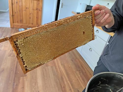 Frame of capped Honey