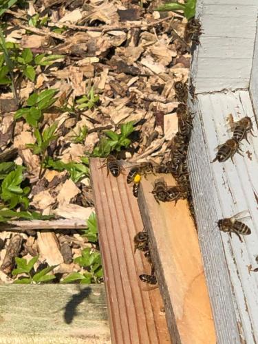 Bees leaving the hive