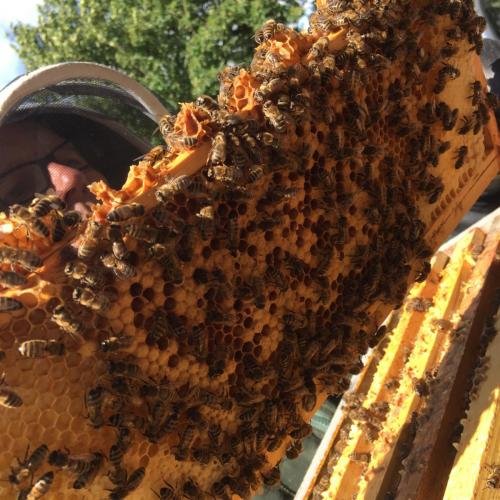 Bees in a hive