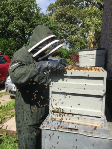 Working the Bee Hive