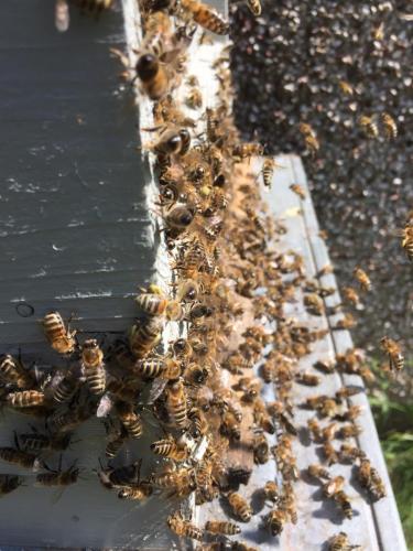 Honey Bees