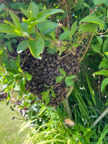 Swarm in a bush